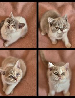 4 süße BKH Bärchen - Hennef (Sieg)