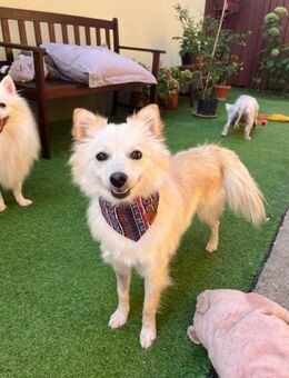 Nala schlauer Wirbelwind sucht Familie - Chemnitz