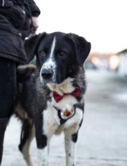 Der liebe Tobbi hat einen Wunsch - München