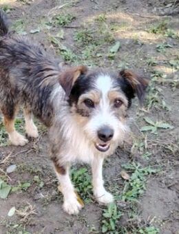 DÜSE_energiegeladener, fröhlicher Rüde - Kallmünz