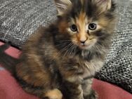 Maine Coon/Norwegische Waldkatze Mix Kitten - Bad Liebenwerda