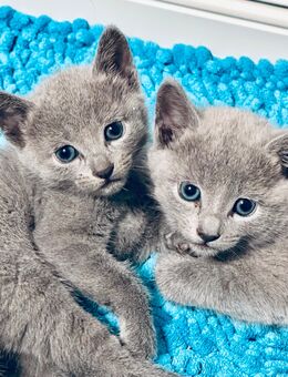 Russisch Blau kitten mit Staummbaum - Diepholz