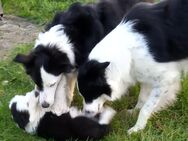 Zwei Border Collie Welpen - Halsbrücke