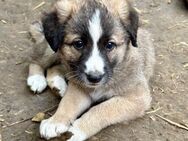 Lilly will nicht im Tierheim großwerden - Großefehn