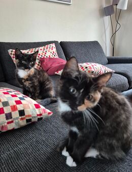 Tolle familienfreundliche Katzenkitten (BKH - Mix) - Lingen (Ems)