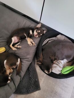 Schoko Tan Chihuahua Rüde - Castrop-Rauxel