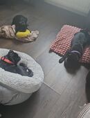 ✨ Retro Mops Welpen suchen ihr Zuhause fürs Leben ✨ in 45661