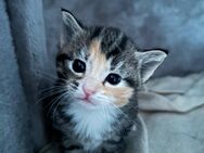 Maine Coon Mix kitten - Fehrbellin