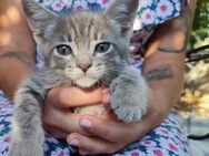 Kitten und junge Katzen suchen ein zu Hause - Dresden