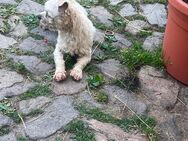 Maltipoo Rüde - Lossatal