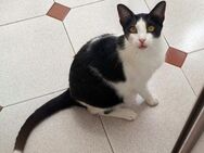 Bimbo-Schmusekater sucht HappyHome - Bad Camberg