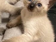 Siam Kitten weiblich 12 Wochen~blaue Augen - Hamburg