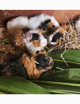 Meerschweinchen Lunkarya Babys - Mosbach