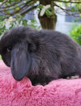 Mini Lop Minilop Zwergwidder Kaninchen Hase Widder - Neuenrade