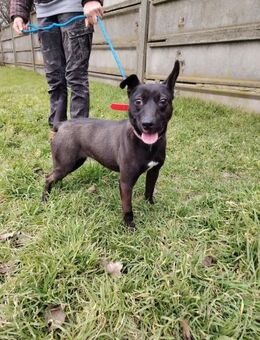 Die fröhliche Cleo sucht ein Zuhause ! - Dortmund
