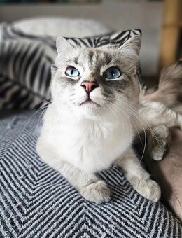 Heilige Birma Katze Kätzin Kitten - Saaldorf-Surheim