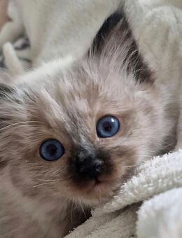 Letzte Wunderschöne Heilige Birma Kätzchen - Beckum