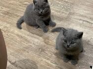 BKH kitten blau - Langerwehe