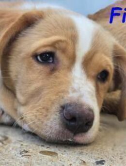 Findus braucht Unterstützung! 01/25 ESP - Ruppertsecken