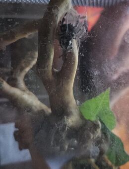 Springspinne zu Verkaufen - Braunschweig