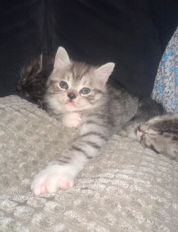 BKH Kitte (Silver Tabby) - Hückelhoven