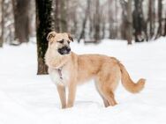 Deyna❤️möchte das Tierheim verlassen - Rott (Inn)