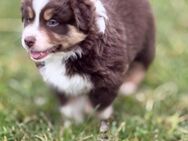 Australian sheperd Welpe sucht ein Zuhaus - Stuttgart Zentrum