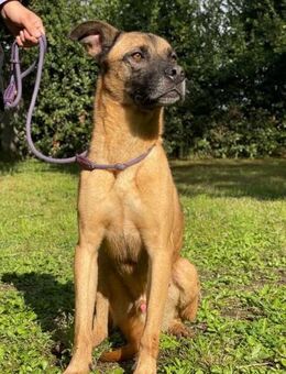 MASSIMO💚💚💚kennt nur kalten Betonboden - Herxheim (Landau)