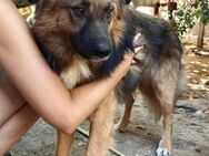 Mimo liebt Menschen und andere Hunde - Koblenz