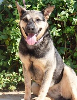 Dana braucht dringend ein Zuhause - Laatzen