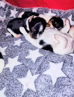 Noch 3 süße Biewer Yorkshire Welpen m w - Erfurt