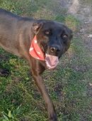 Farah, a.d.Tierschutz, sucht Happy-Home in 02943