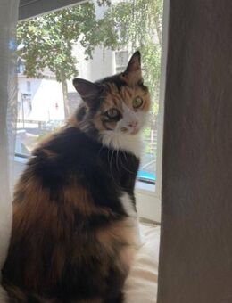 Tricolor Lady Lola sucht Einzelpalast - Bad Camberg