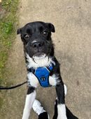 Snoopy sucht ein neues Zuhause ❤️ in 46236