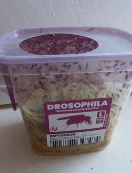 Drosophila Fruchtfliegen Zuchtansatz Futterfliegen Terraristik - Köln