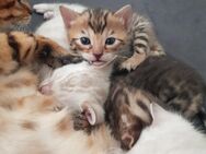 Bengal Kitten Snow Lynx und Bengal Brown Kater Kitten Katze - Essen