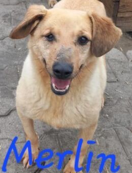 MERLIN-wird DICH bestimmt verzaubern - Waakirchen