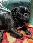 Retromos Deckrüde mit Papiere in 29633