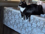 Nala und Simba suchen ein neues Zuhause - Gelsenkirchen