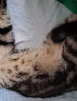 FARO sucht Familie - Benediktbeuern