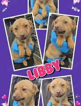 Welpenmädchen Libby bald auf Pflegestell - Nürnberg