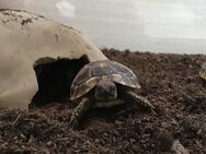 Griechische Landschildkröten - Winnenden