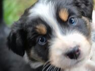 Australian Shepherd Welpen - Halberstadt