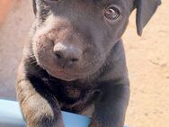 Patterdale Terrier Welpen - Nennhausen