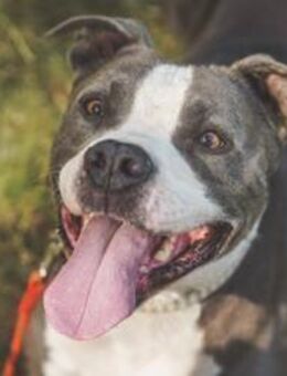 Tony, Kraftpaket su. Kenner - Neuhausen (Spree)