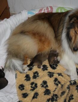 Colliewelpen aus VDH-Zucht - Vollmersweiler