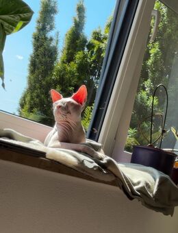 Sphynx-Kater - Monheim