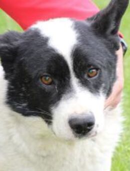 Tchato - kinderlieber Familienhund - Lohra