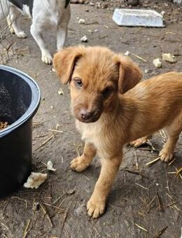 Lian, jung, lebhaft, fröhlich - Bochum