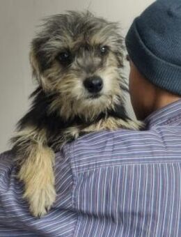 Benjamin 34 cm - Alpenrod